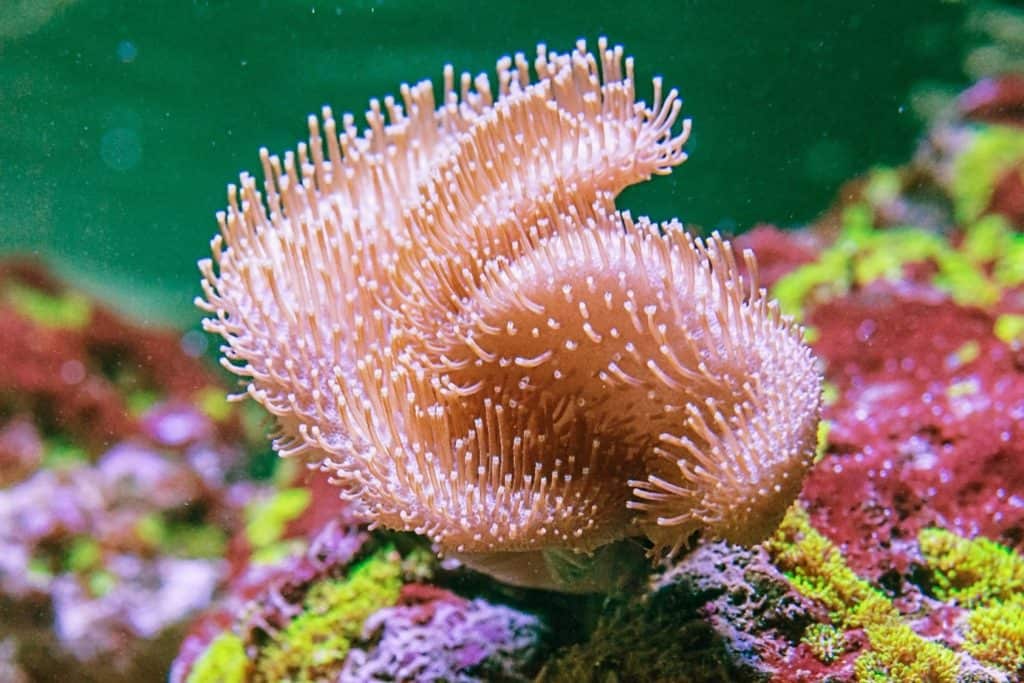 What is leather coral