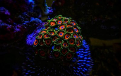 Fast growing corals