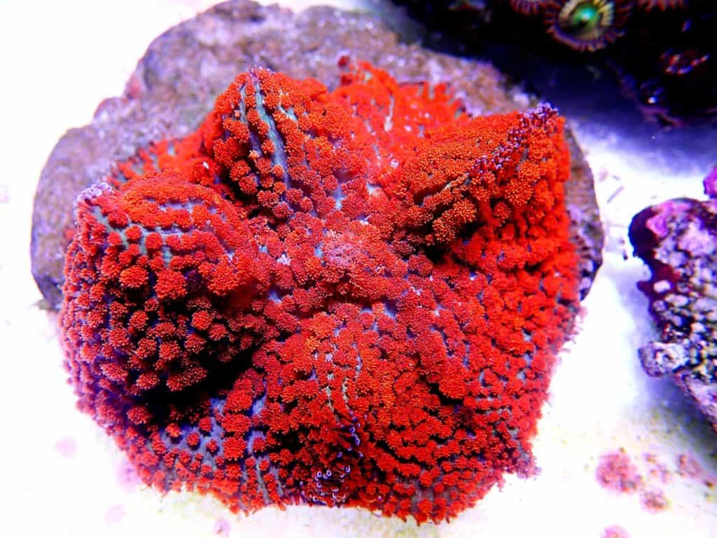 verlichten van tv Snelgroeiende koralen • Koraal Wereld