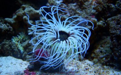 Anemone marine aquarium