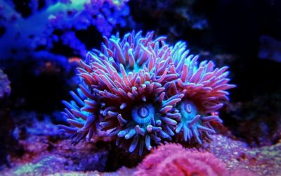 coral beginners