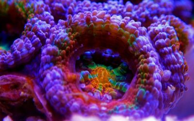 Koraal veel kleuren aquarium