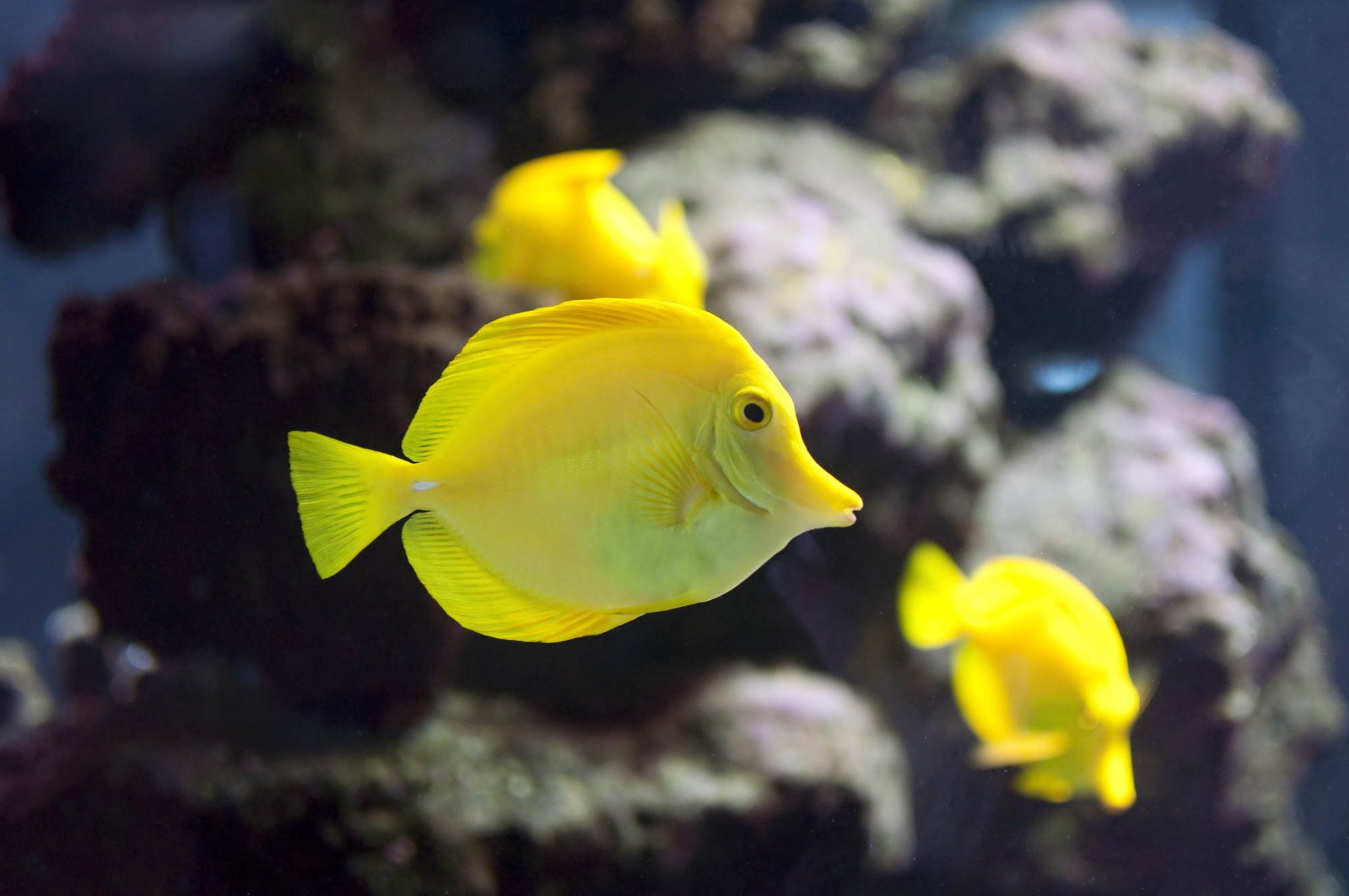 yellow surgeon fish