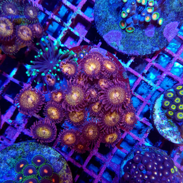 Pink and Gold Zoanthids