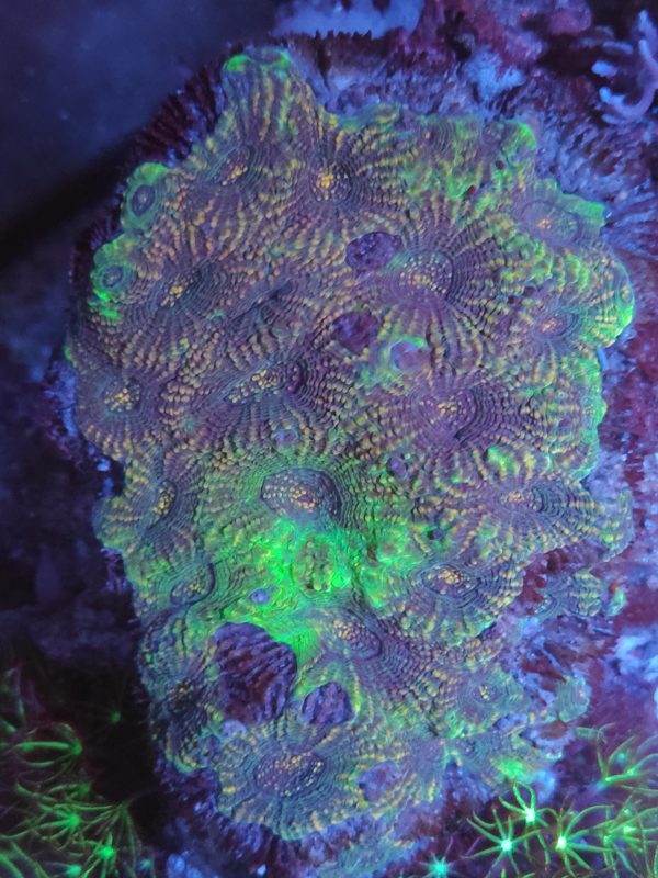 Acanthastrea Green/Purple