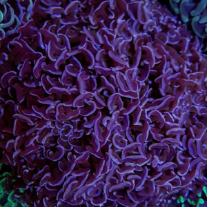 Euphyllia ancora (Purple)