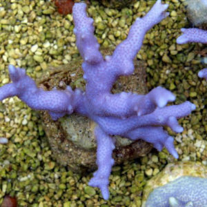 Montipora spp. (Branched Blue-Purple)