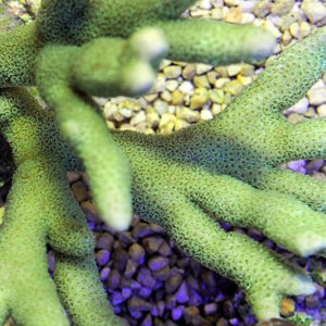 Montipora spp. (Branched Green)