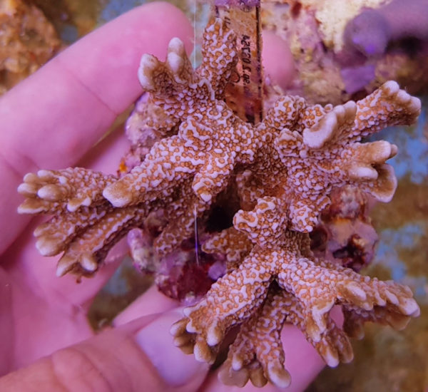 Montipora spp. (Branched Red polyp)