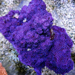 Montipora spp. (Encrusting Purple-Blue)
