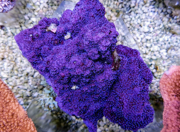 Montipora spp. (Incrustante púrpura-azul)