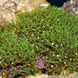 Pachyclavularia violacea (Green)