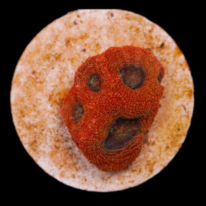Acanthastrea bowerbanki (Red)