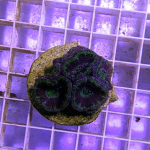 Acanthastrea lordhowensis Green