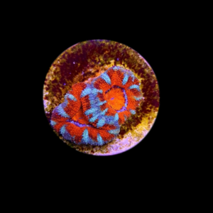 Acanthastrea lordhowensis Red