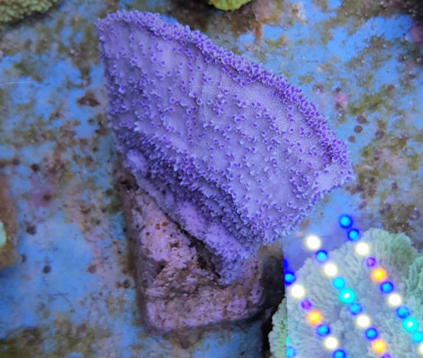 Montipora spp. (Laminar púrpura-azul)