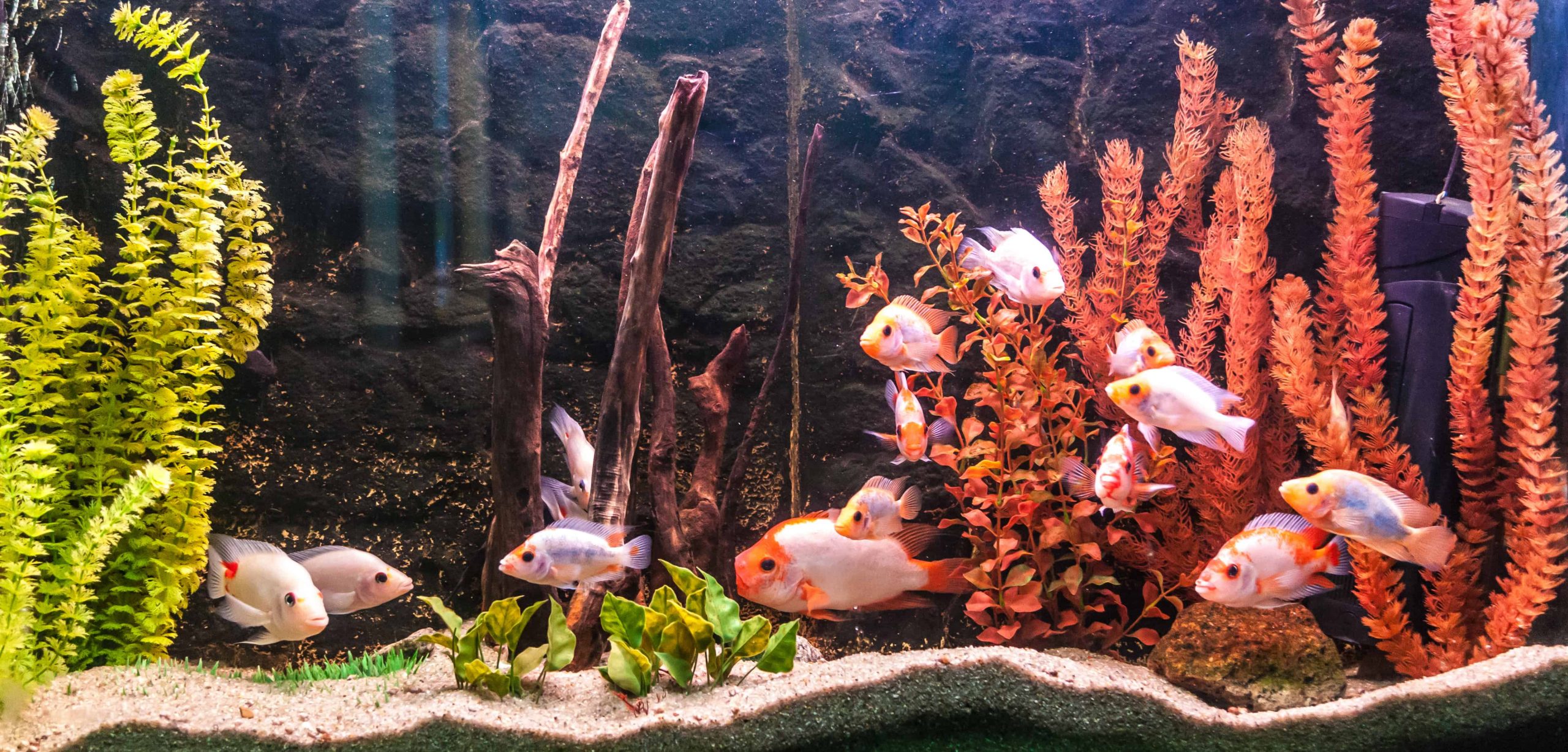 Emuleren Ijzig Lauw Alles wat je moet weten voor een groot aquarium in je huis de beste tips in  2023 • Koraal Wereld